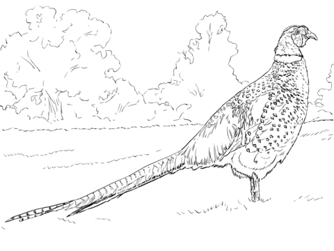 Common Pheasant Coloring Page